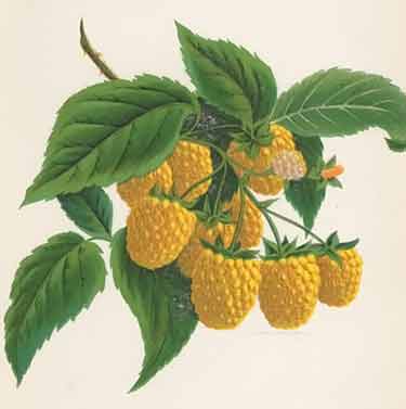 original chromolithograph of Golden Queen