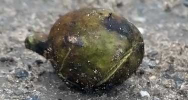 bibhitaki fruit on ground